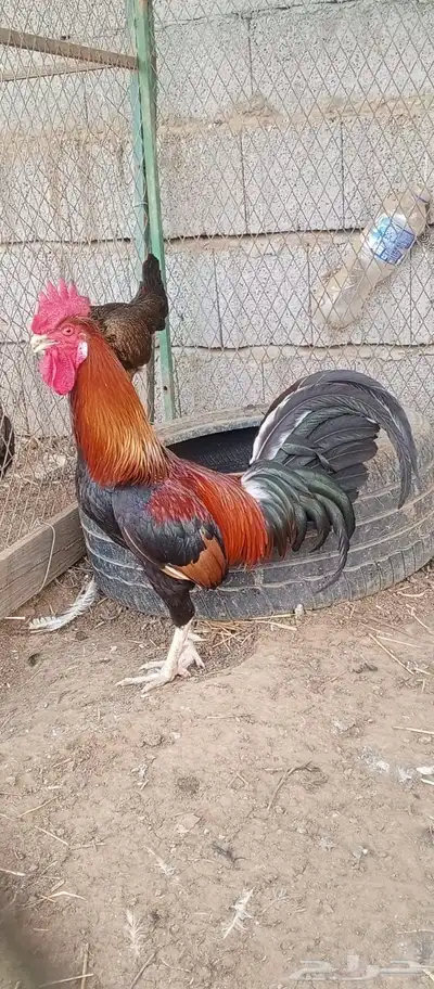 ديك عربي اصيل ( تم البيع ) 1