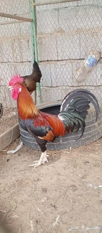 ديك عربي اصيل ( تم البيع ) 0