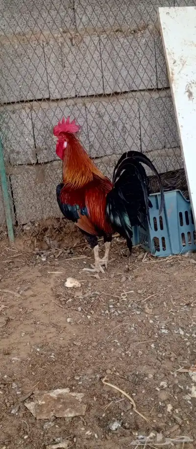 ديك عربي اصيل ( تم البيع ) 2