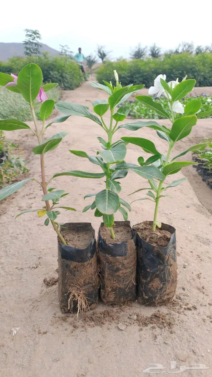 شتلات وأشجار بأسعار الجملة كميات مفتوحة 3