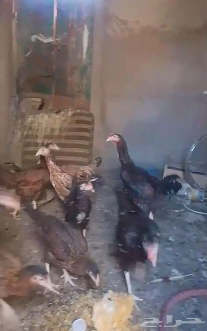 دجاج باكستاني 0