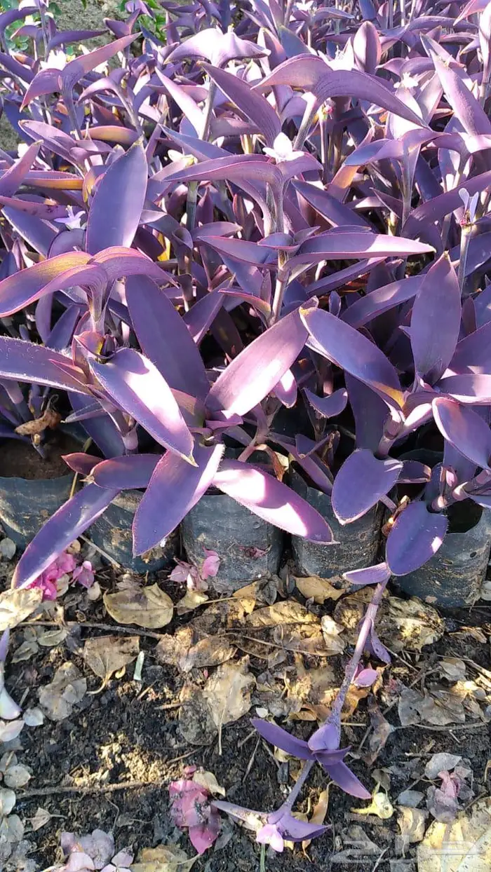 شتلات وأشجار بأسعار الجملة كميات مفتوحة 2