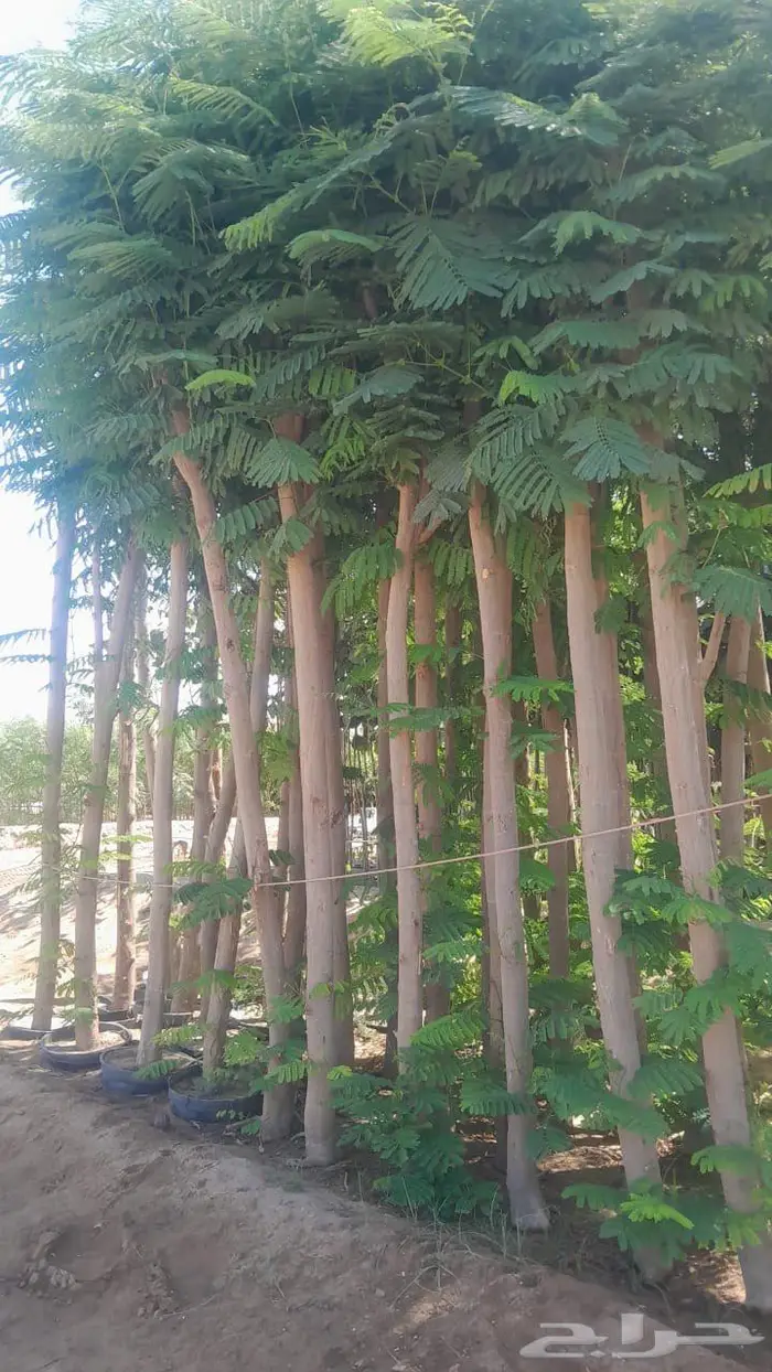 شتلات وأشجار بأسعار الجملة كميات مفتوحة 26