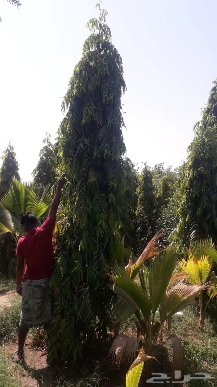 شتلات وأشجار بأسعار الجملة كميات مفتوحة 39