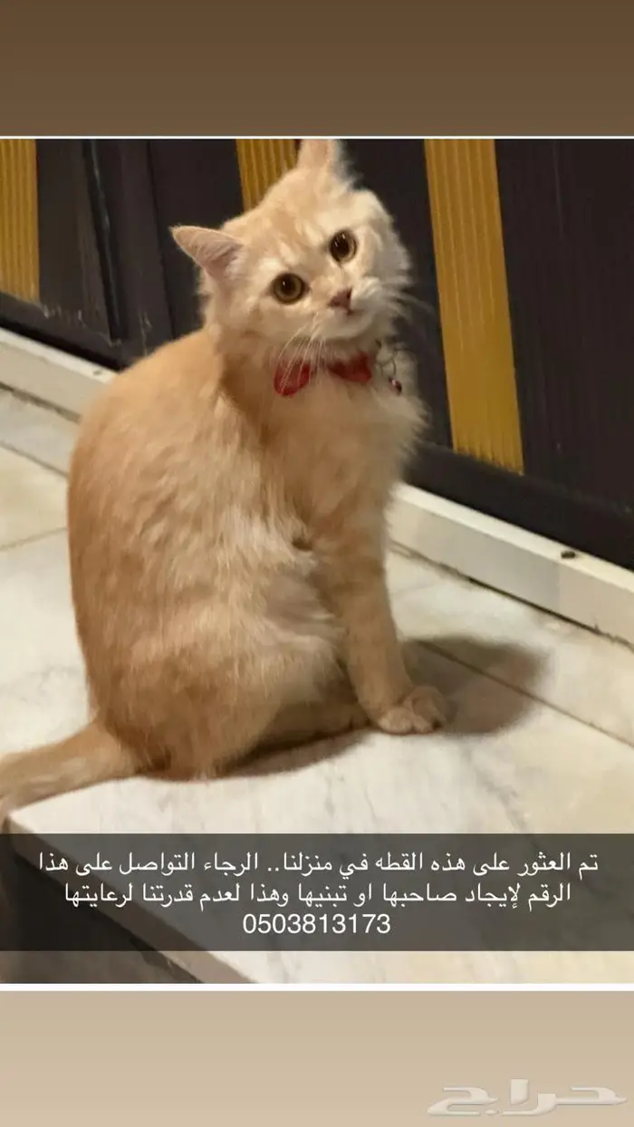 العثور على قطة مفقودة من أصحابها 0