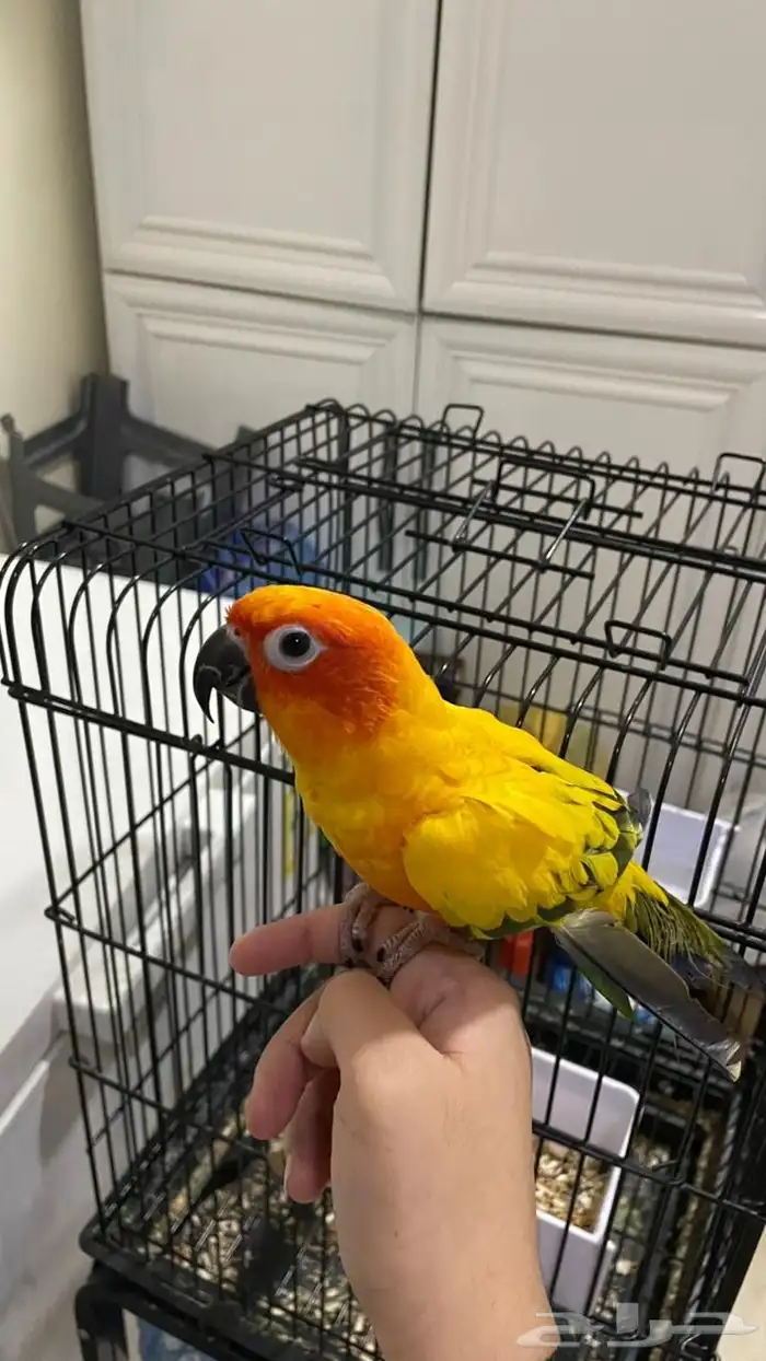 ببغاء صن كنيور 0