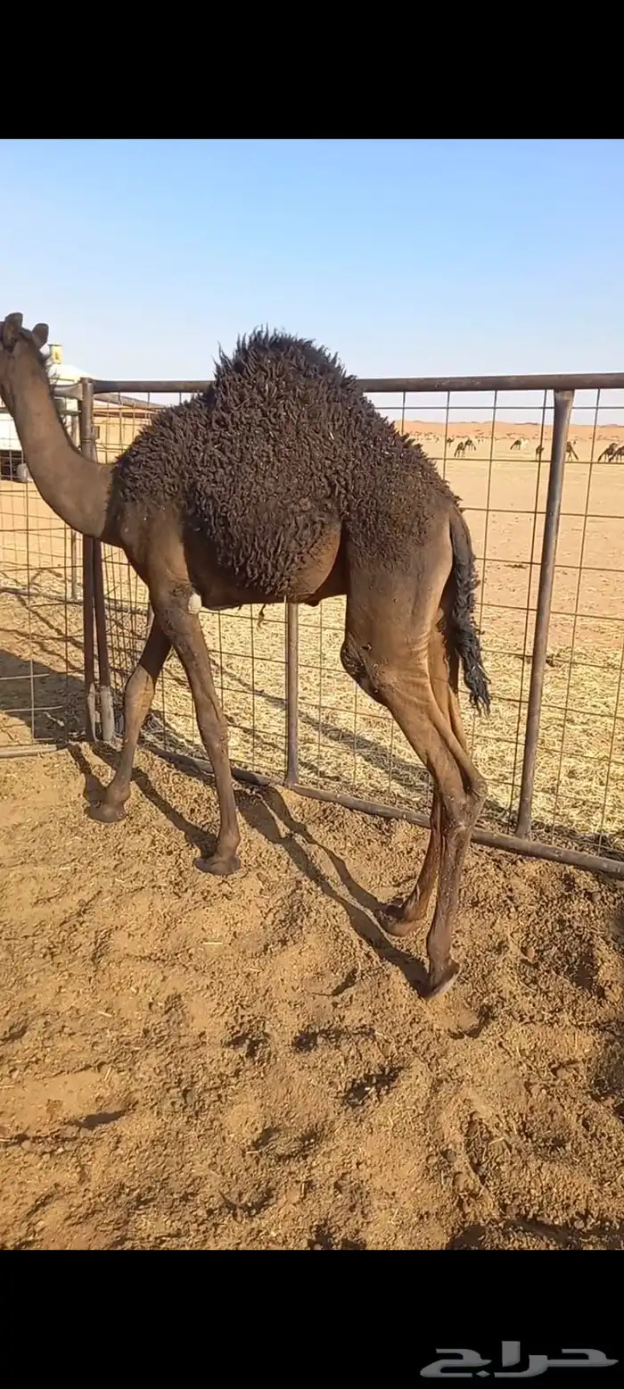للببيع قعدان قصب 1