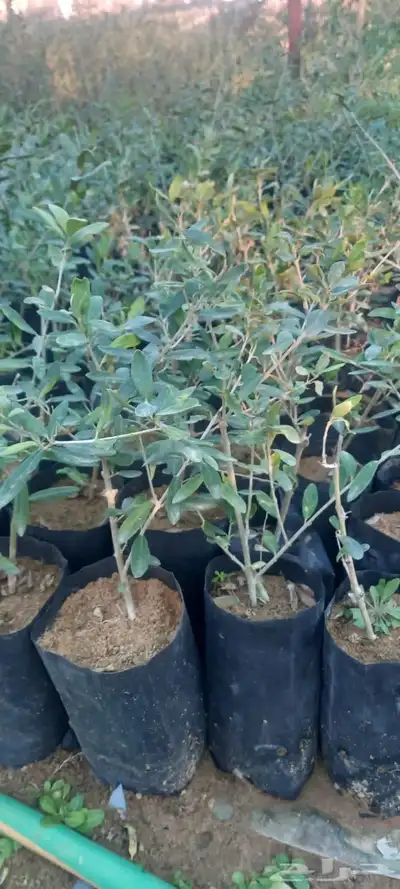 نجيل طببعي واشجار زينه وفاكهه 2