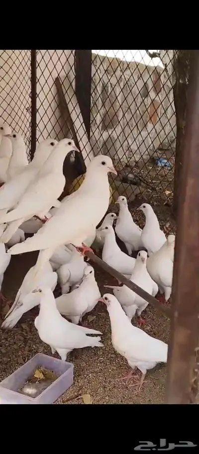 حمام فرنسي سوبر جامبو 1
