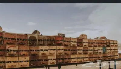 نحل بلدي لي البيع 0