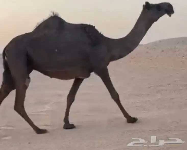 مجهم لقحه طيبه جدا وسليمه العذاريب 0