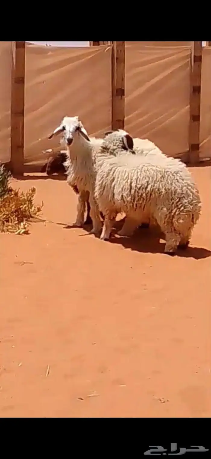 هرافى نعيمي 1