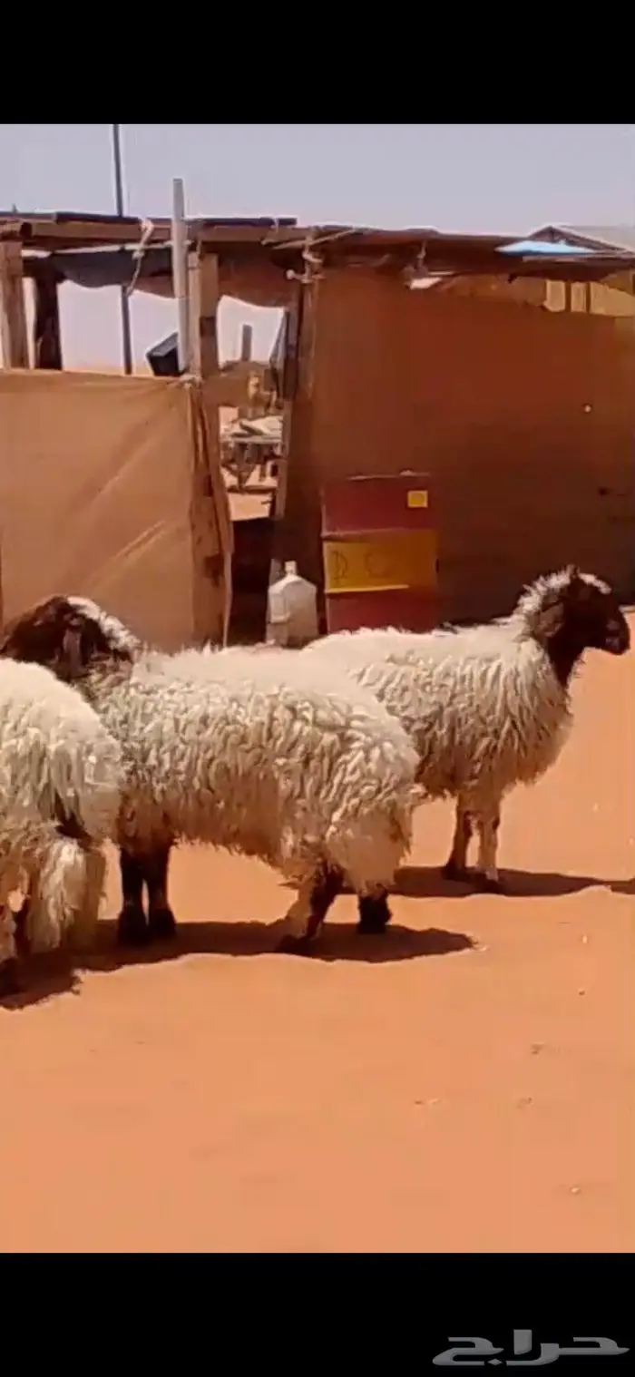 هرافى نعيمي 0