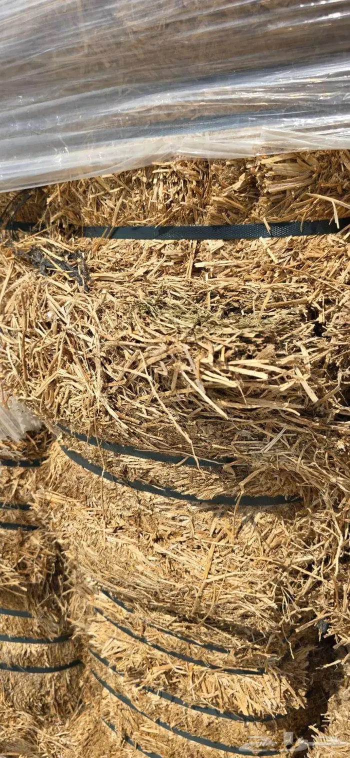 برسيم الراعي استيراد اسبانيا 3