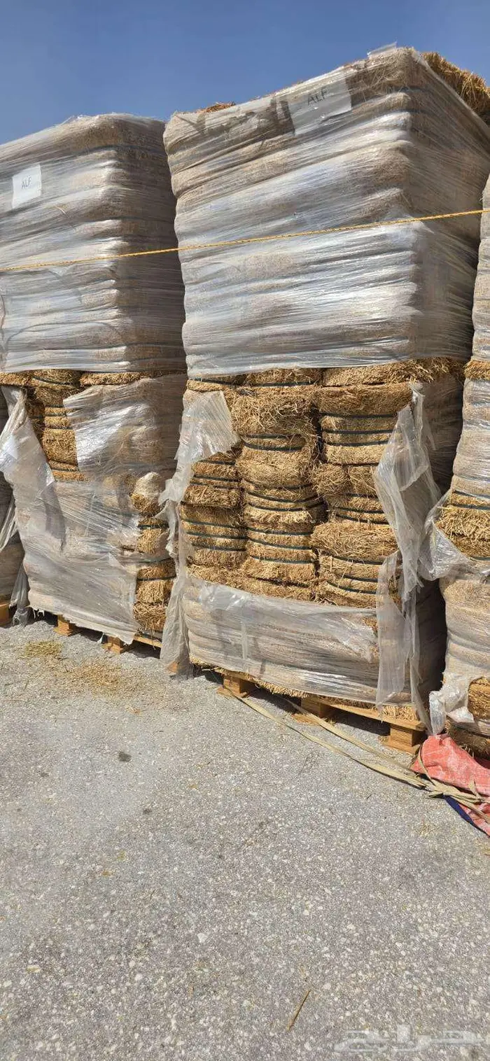 برسيم الراعي استيراد اسبانيا 2