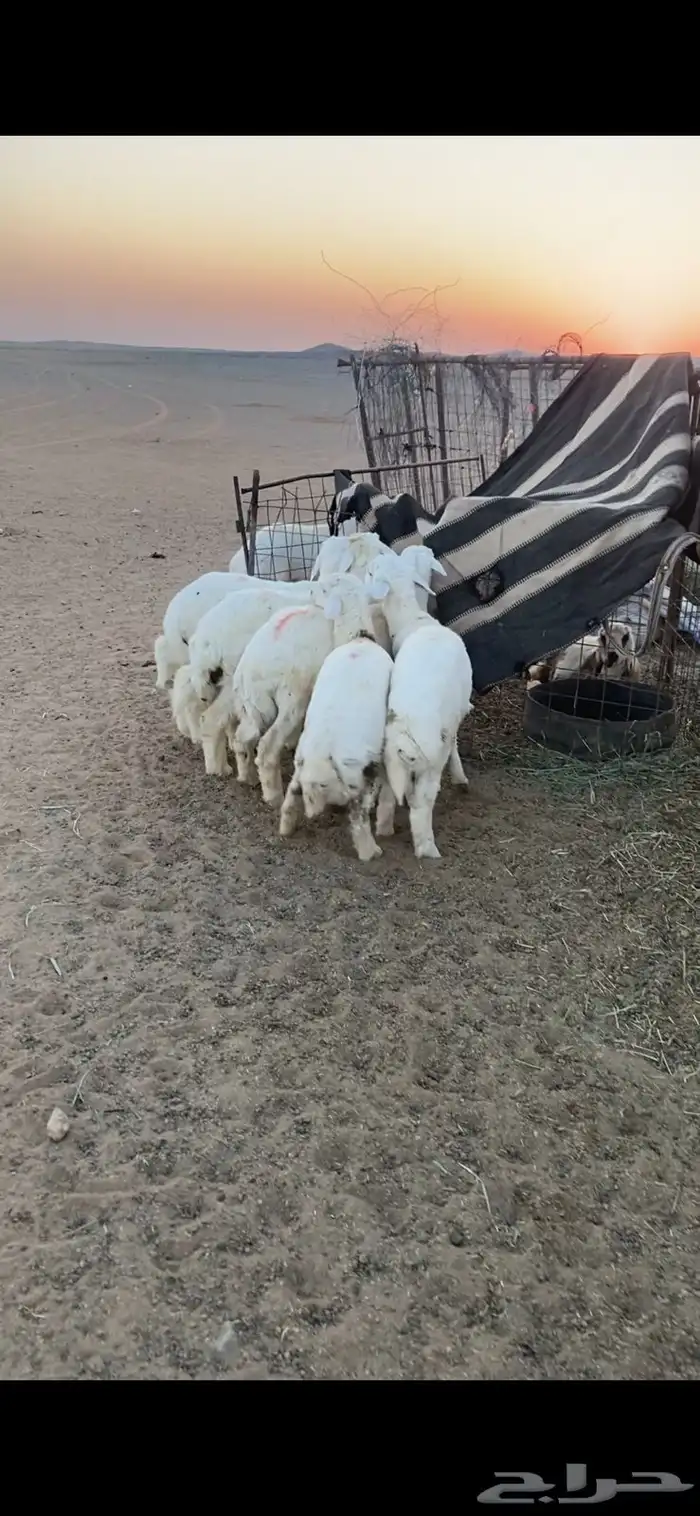 بهم حري فاخر 0