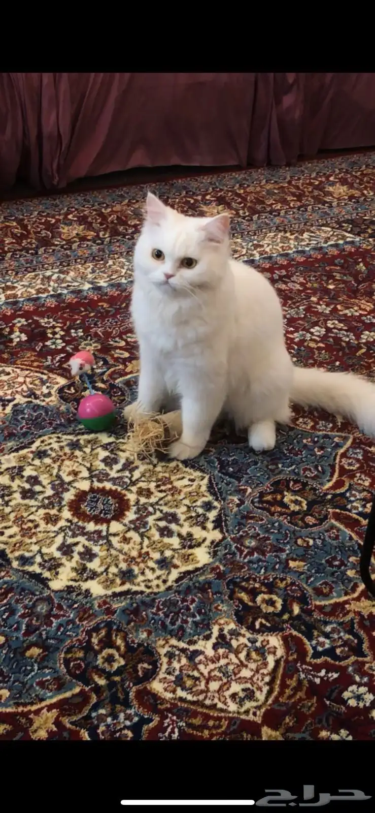 قطة شيرازية للتبني 0