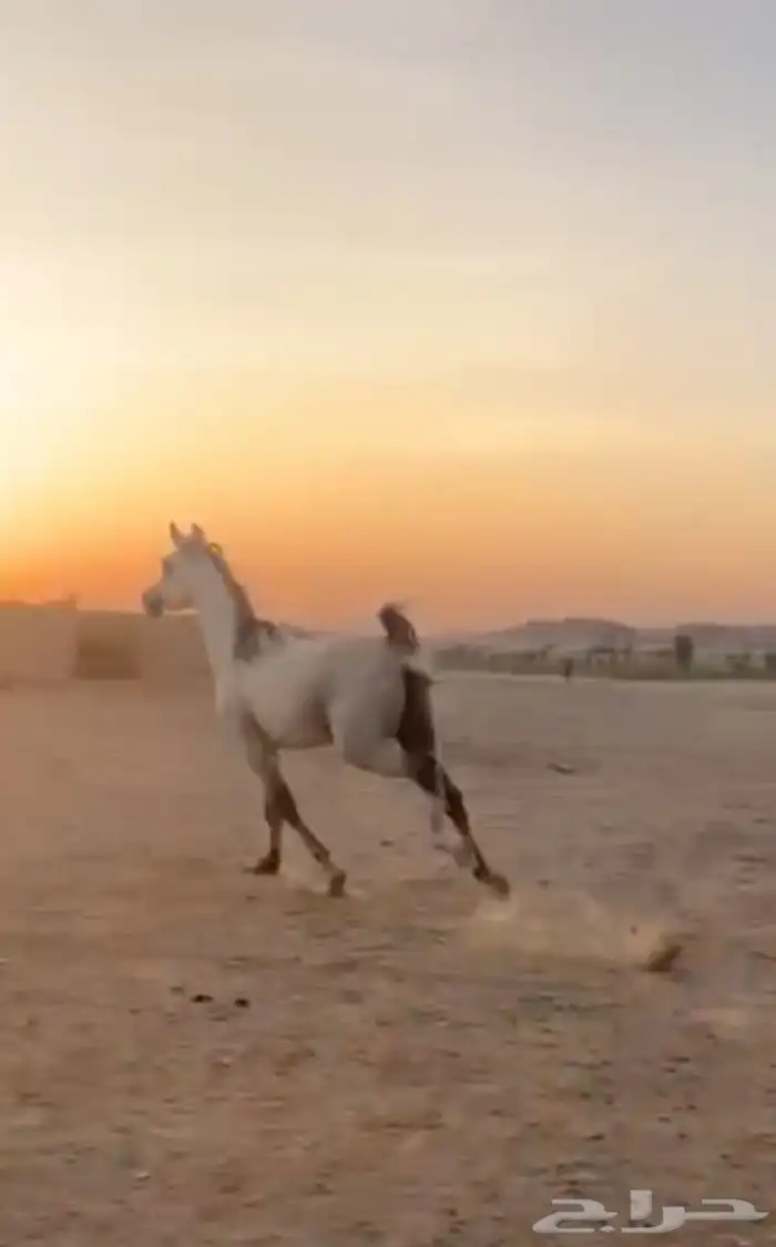 مهر وهو بوراق   الون   ازرق   العمر 3 سنوات 1