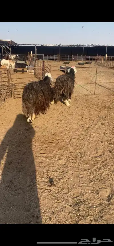 غنم نجد شرط سن وديد مجنوي 2 0