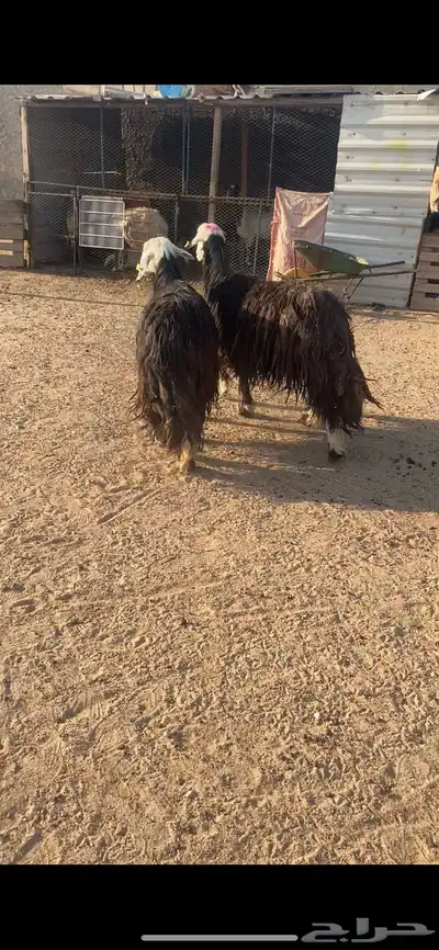 غنم نجد شرط سن وديد مجنوي 2 1