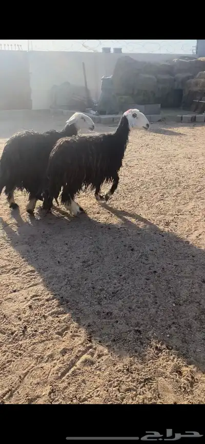 غنم نجد شرط سن وديد مجنوي 2 7