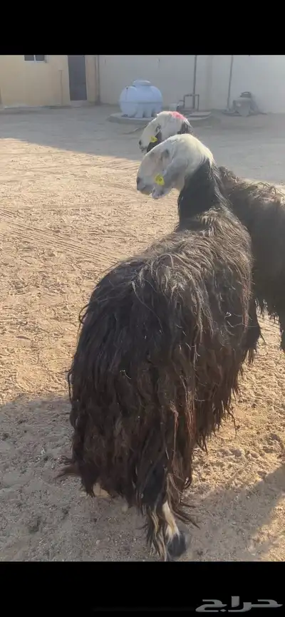 غنم نجد شرط سن وديد مجنوي 2 9