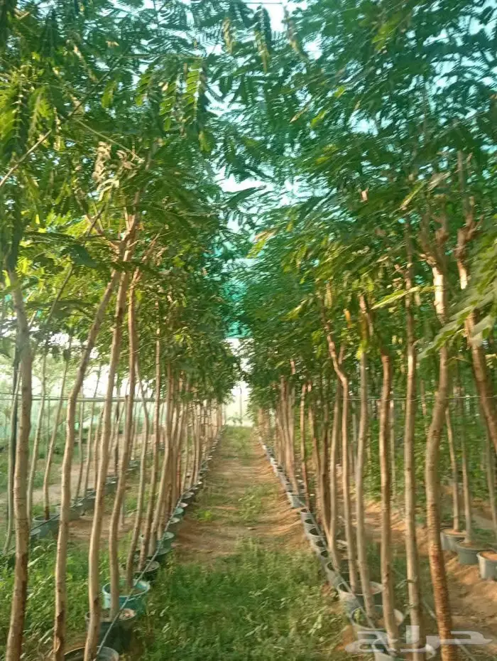 شتلات وأشجار بأسعار الجملة كميات مفتوحة 35