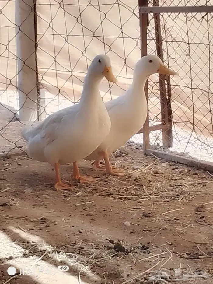 بط وارانب وديكه 1
