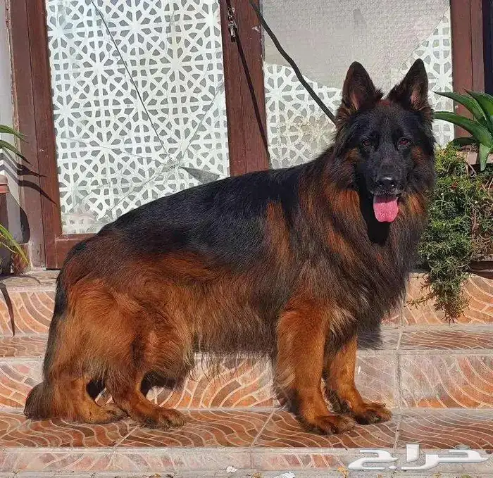 جراوي جيرمن شيبرد مستوى قوي 20