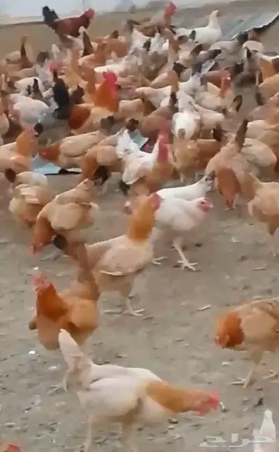 صوص دجاج بلدي فاخر كبير الحجم 0
