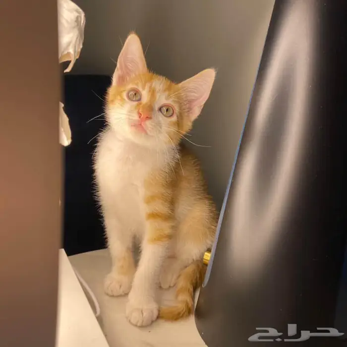 قطط للتبني 5