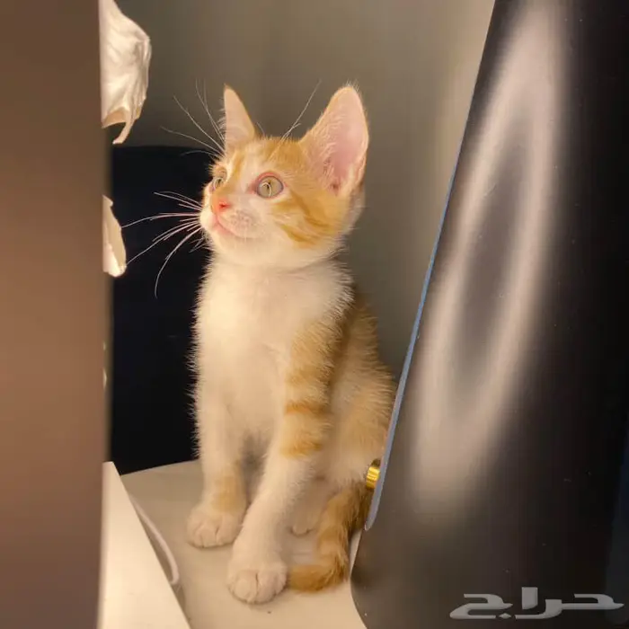 قطط للتبني 6
