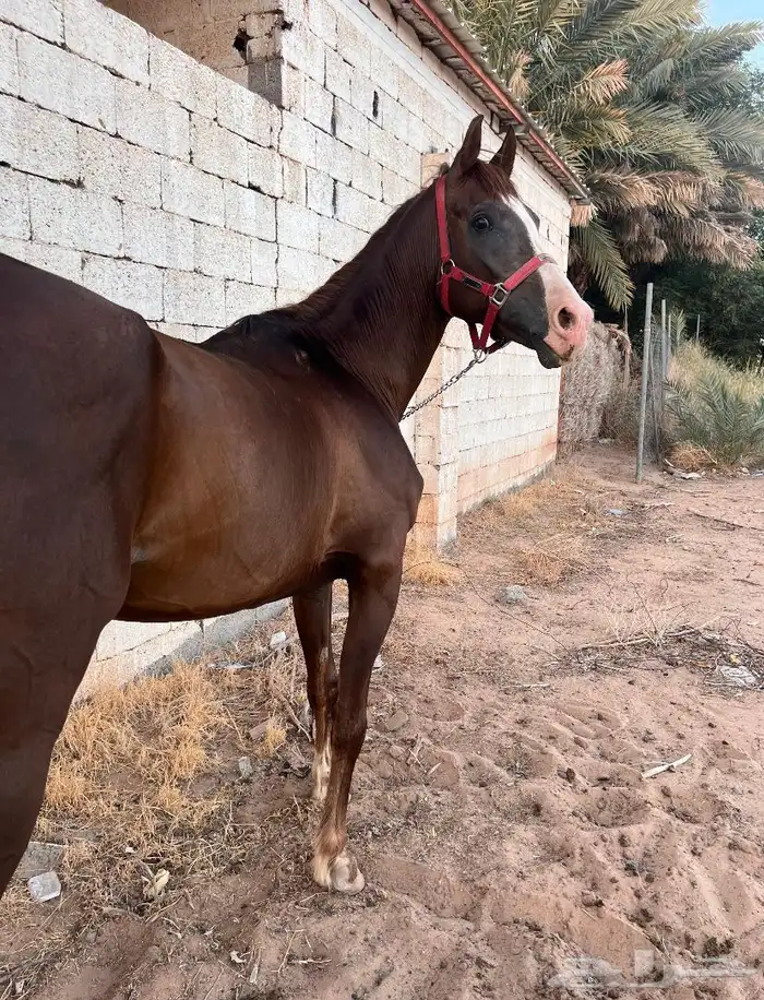 حصان جزيري شعبي البيع مستعجل وسمح 1