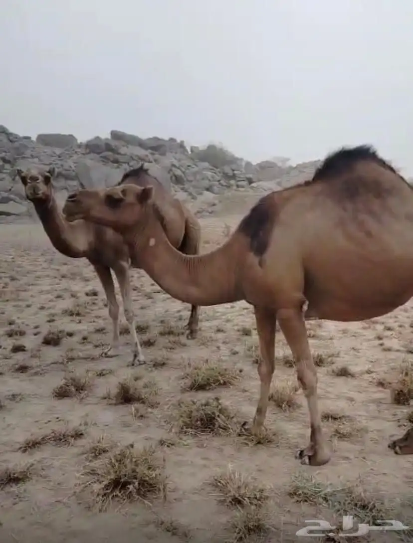 للبيع ابل حمر مداني ثلاث سواحل ابل مشروطه لحي وحليب وهداوه index