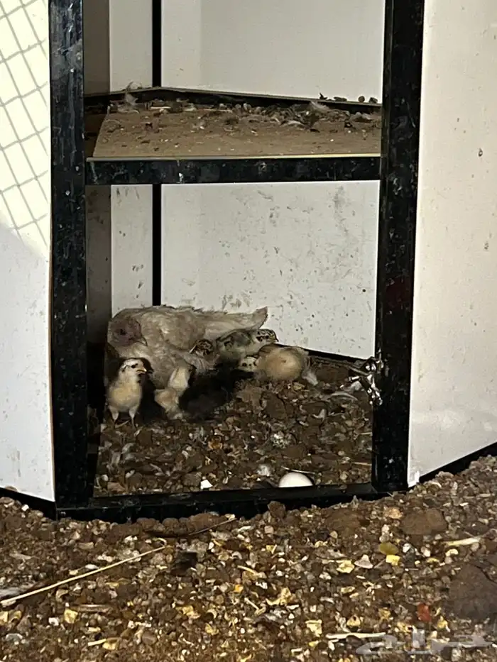 دجاجة مع فروخه 1