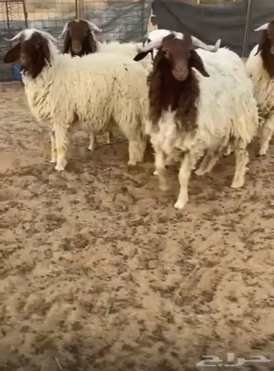 تم تم. البيع. الله يبارك له 1