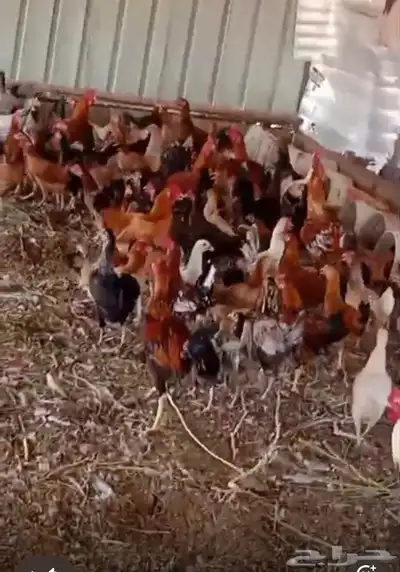 دجاج بلدي هجين مع فارسي 1