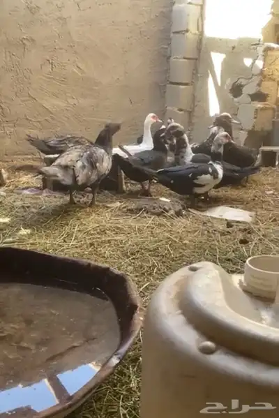 بط مصري 0