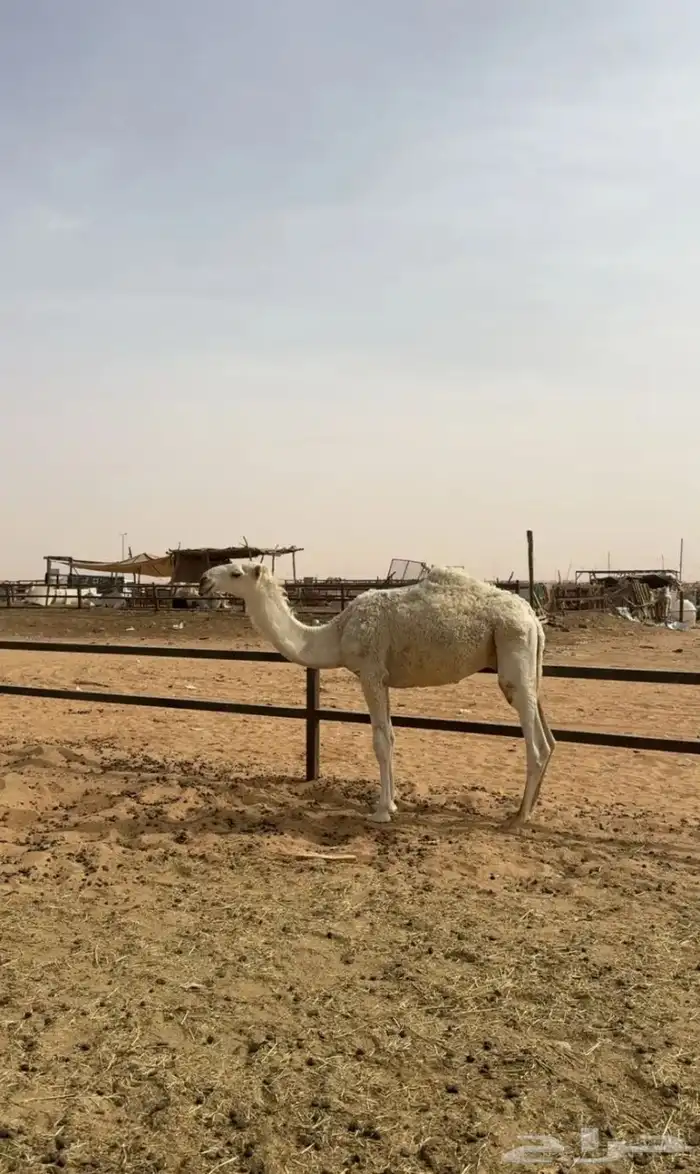قعود كفوا 2