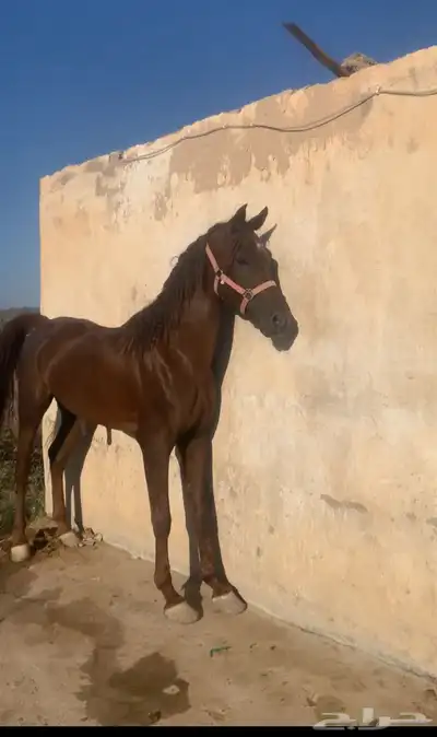 حصان شعبي بطل حار مع الخيال مايصلح للمبتدئين 1