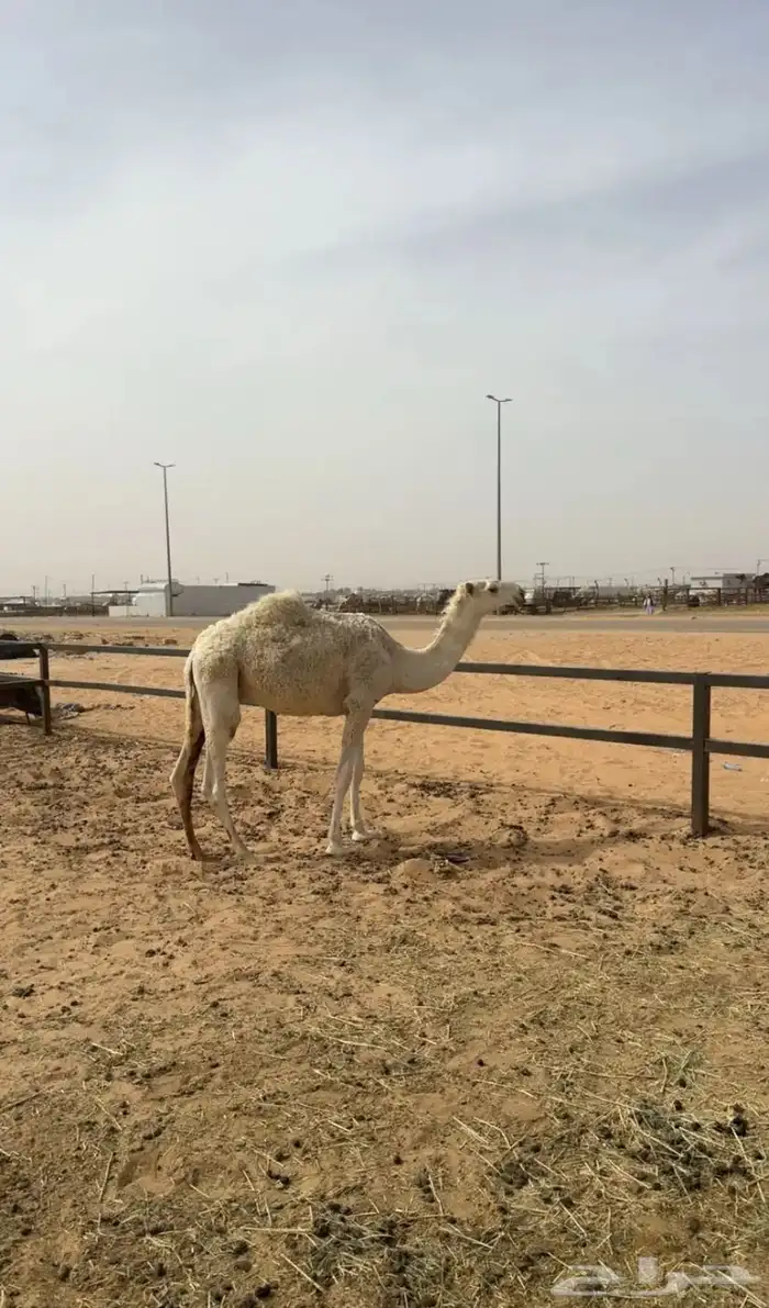 قعود كفوا 1