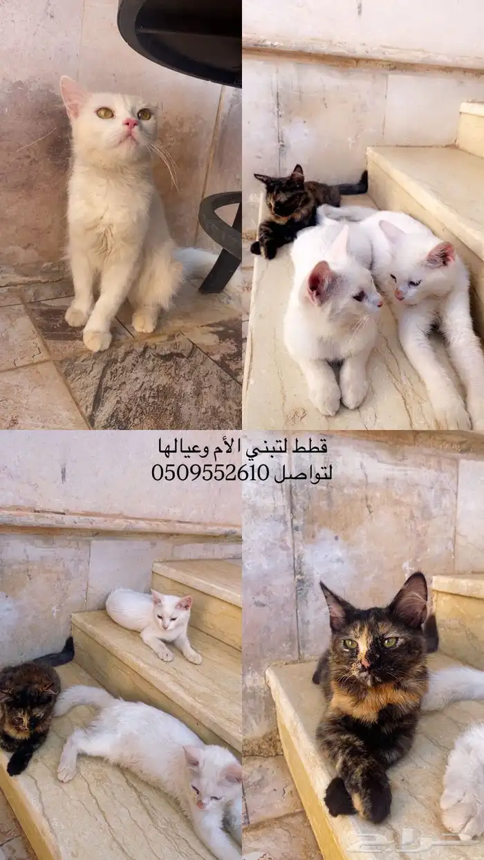 قطط ل التبني شيرازي 2