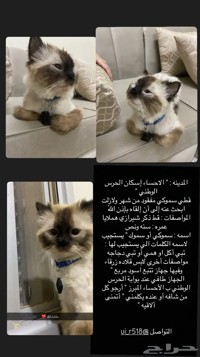 قطط ذكر مفقود من شهر في الاحساء الحرس الوطني 0
