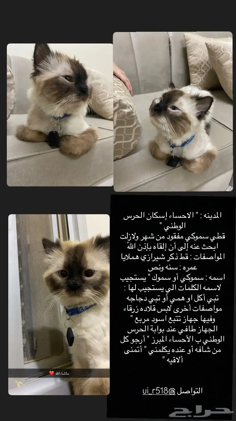 قطط ذكر مفقود من شهر في الاحساء الحرس الوطني index