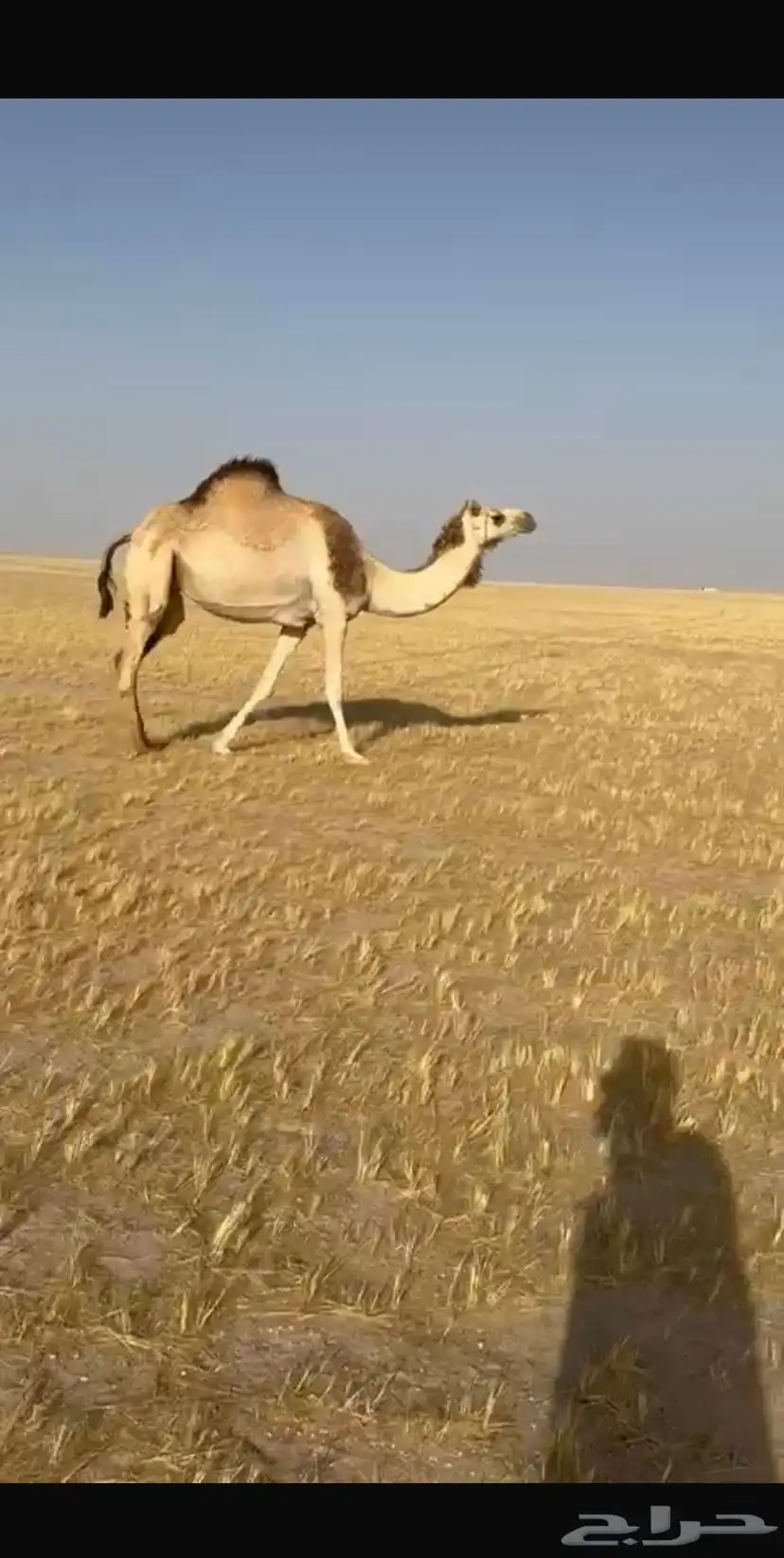 للبيع لقحه 0