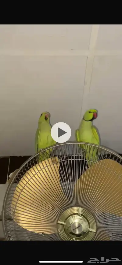 مكه 0