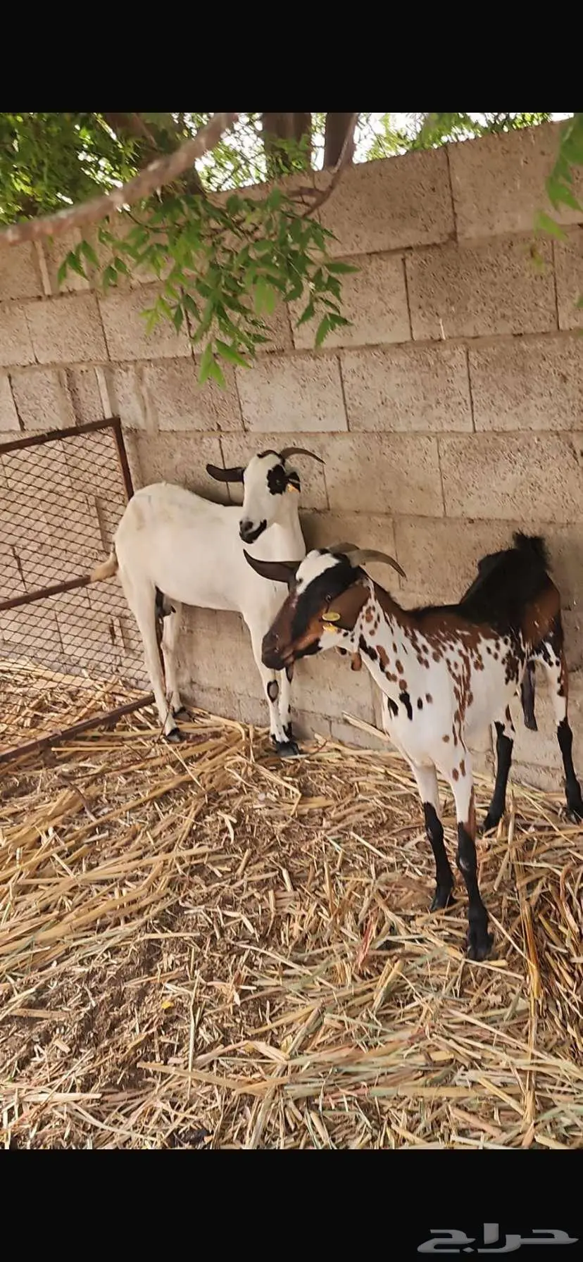 ماعز 0