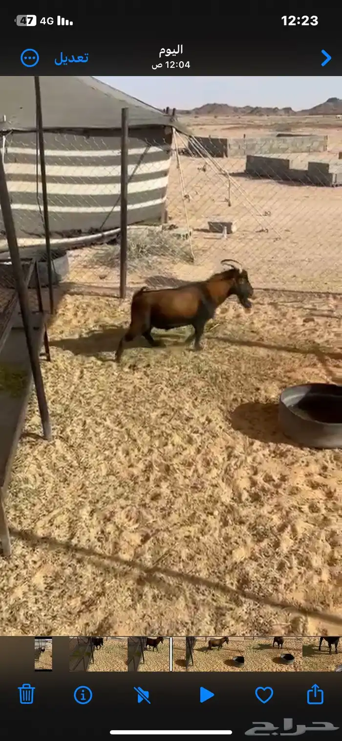 تيس تشيكي 3