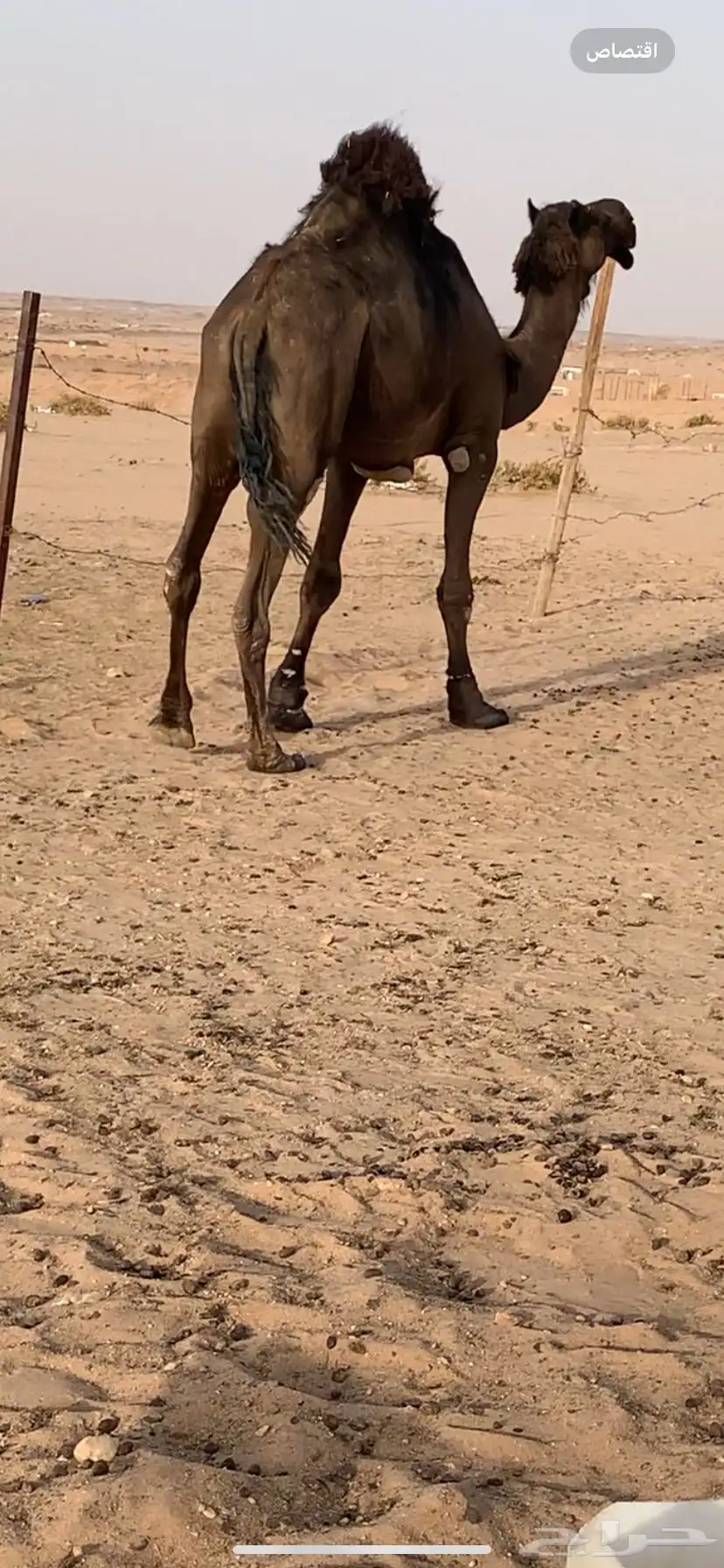 فحل مجهم ساسه طيب index