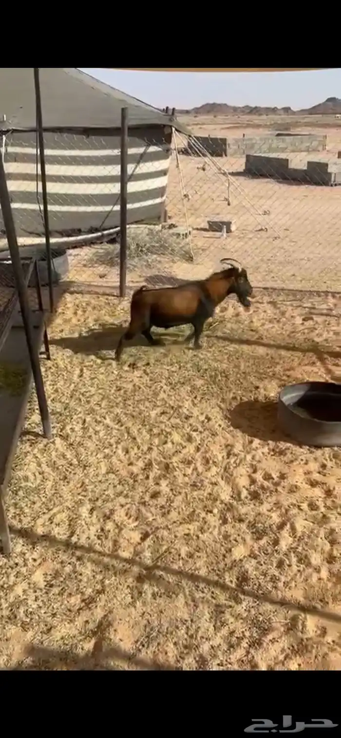 تيس تشيكي 2